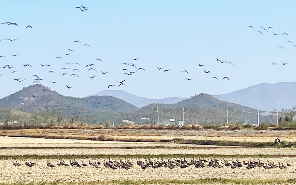 ▲ 영암호 겨울철새