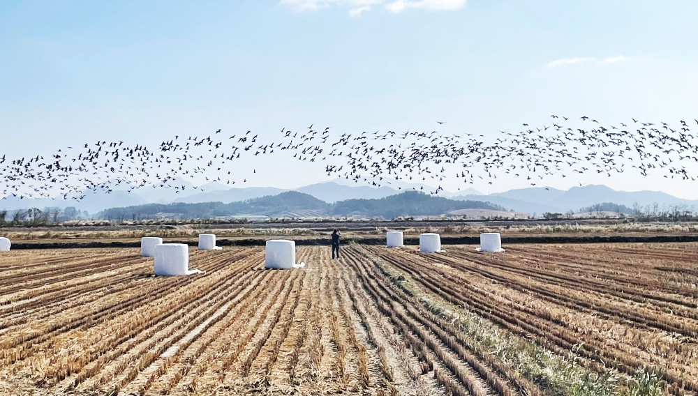 ▲ 영암호 겨울철새