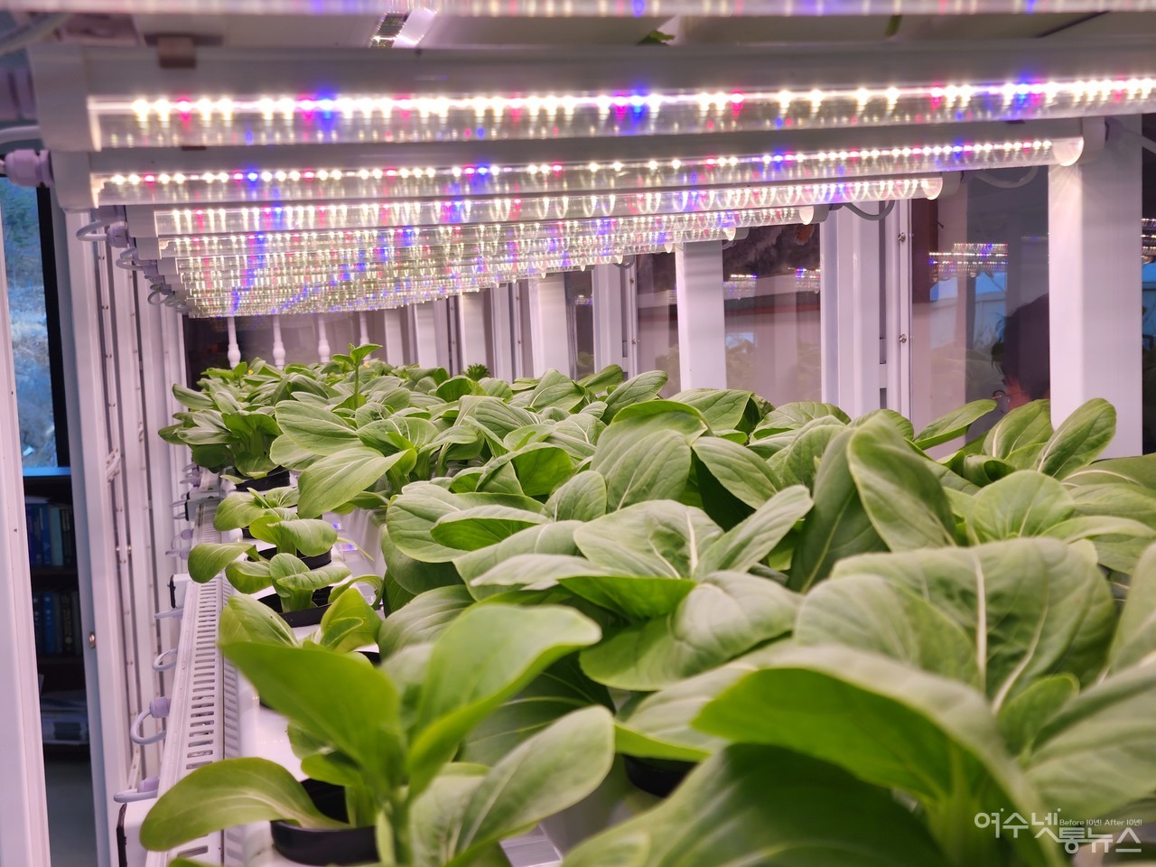 ▲ 네이처팜에서 개발한 LED광을 보며 2주만에 자란 식물공장 내부 고부가가치 야채 모습 ⓒ심명남
