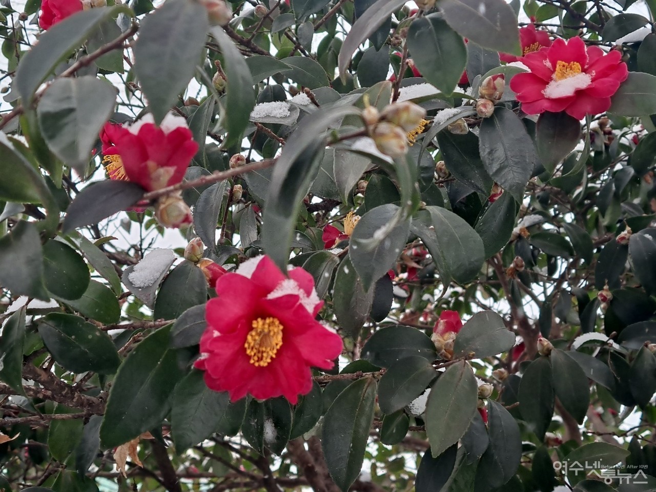 ▲여수에 내린 함박눈이 빨간 애기동백에 살포시 내려앉았다.  ⓒ조찬현