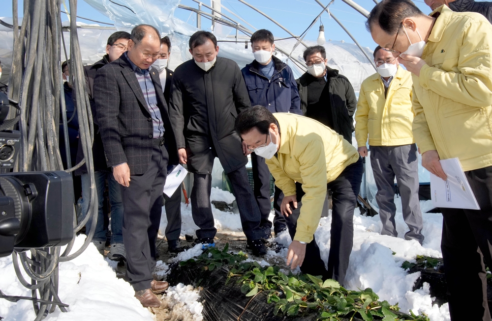 ▲ 폭설 피해를 입은 담양 딸기농가 방문한 김 지사