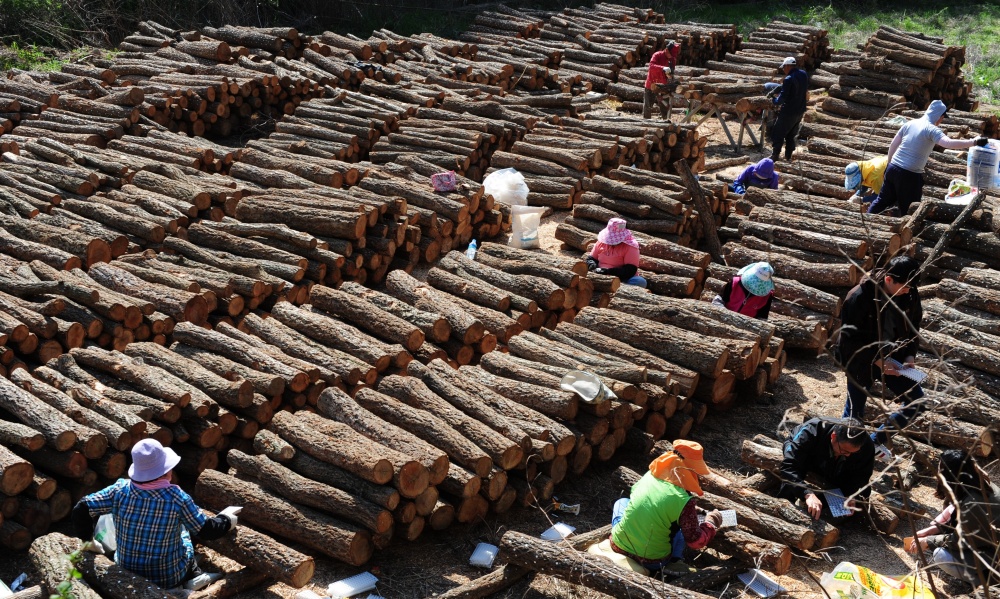 ▲ 표고버섯 재배 현장