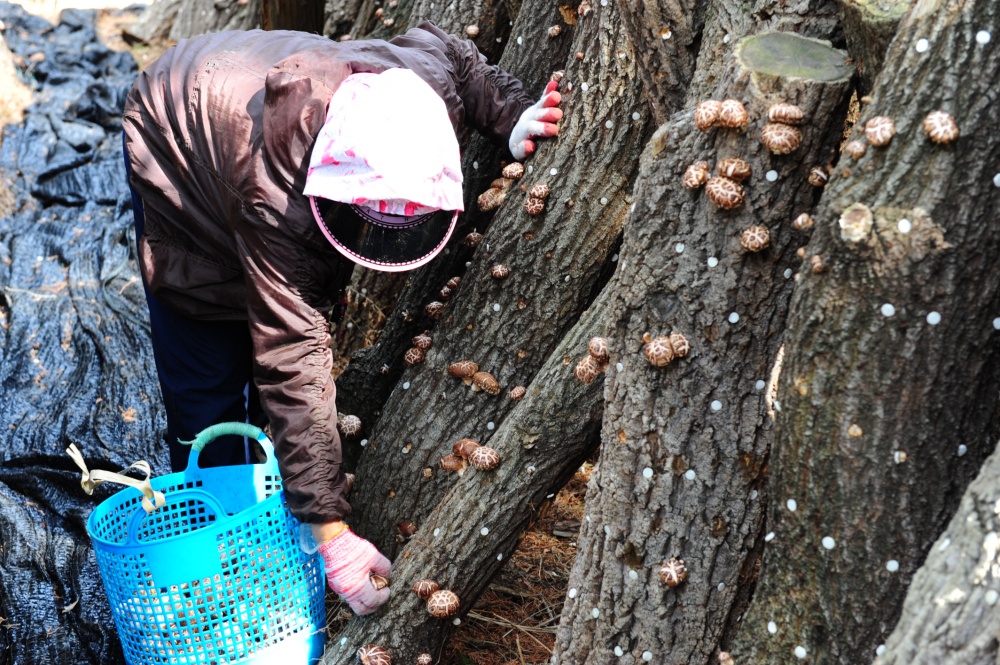 ▲  표고버섯 재배 현장