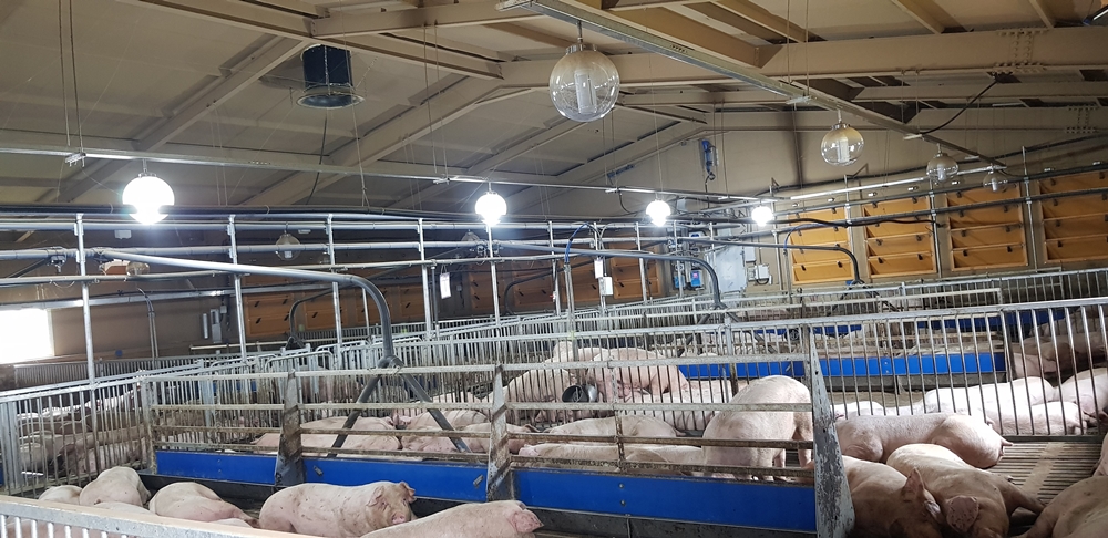 ▲ 가축재해보험 -돈사