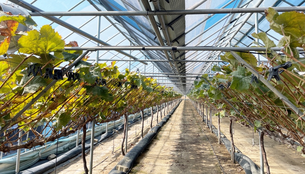▲ 장성 샤인머스캣 농가