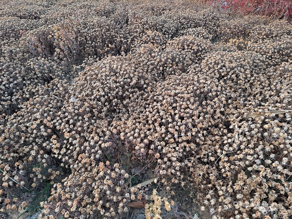 ▲산책로 주변에 수많은 국화 꽃송이들은 마른 채 조화가 되었다. 뚝 건드리자 진한 향기를 뿜어낸다.  ⓒ조찬현