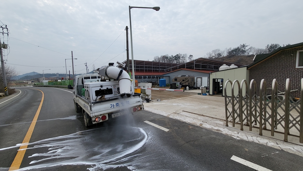 ▲조류인플루엔자 농장 주변 도로 소독