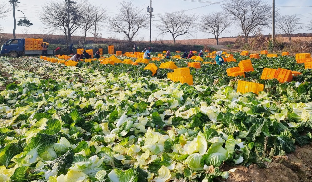 ▲ 해남 배추밭 공공형 계절근로자 작업