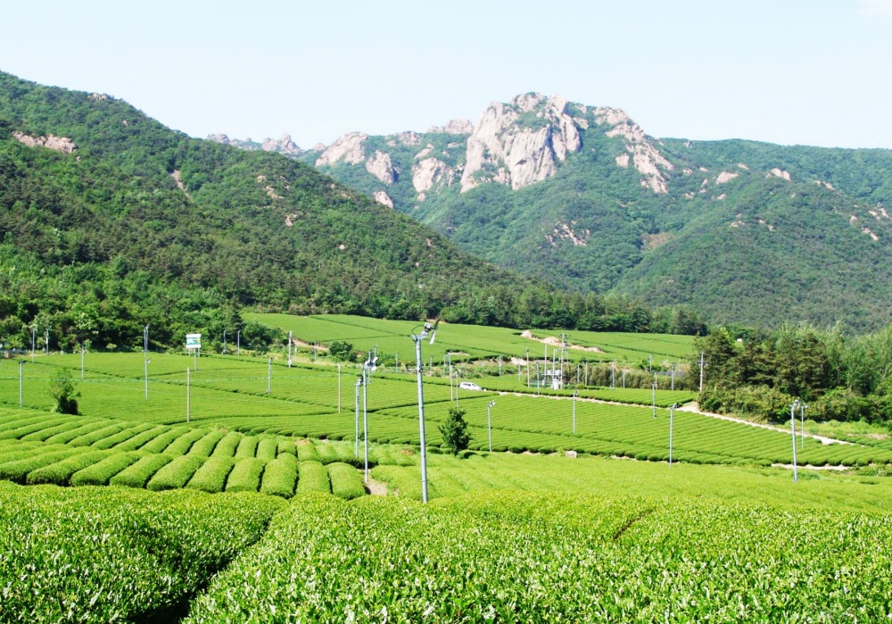 ▲ 강진 다원 월출산 차밭