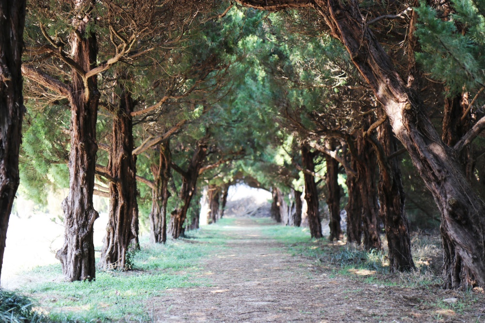 ▲ 전남도 제14호 민간정원인 구례군 천 개의 향나무 숲