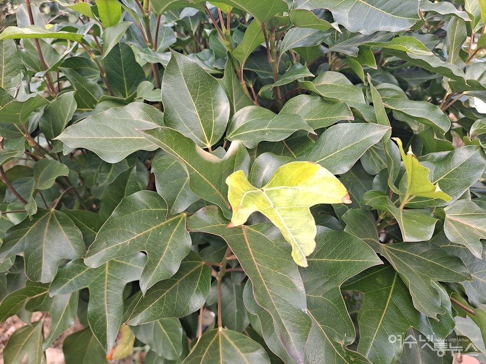 ▲ 쌍떡잎식물 두릅나무과의 상록교목인 황칠나무 이파리다. ⓒ조찬현