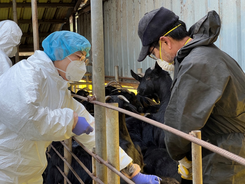 ▲ 가축질병 방역- 가축 검체 채취