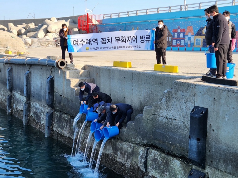 ▲ 꼼치 자어 방류 현장