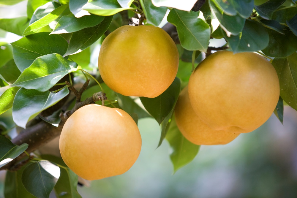 ▲ 농작물재해보험 가입 품목인 배