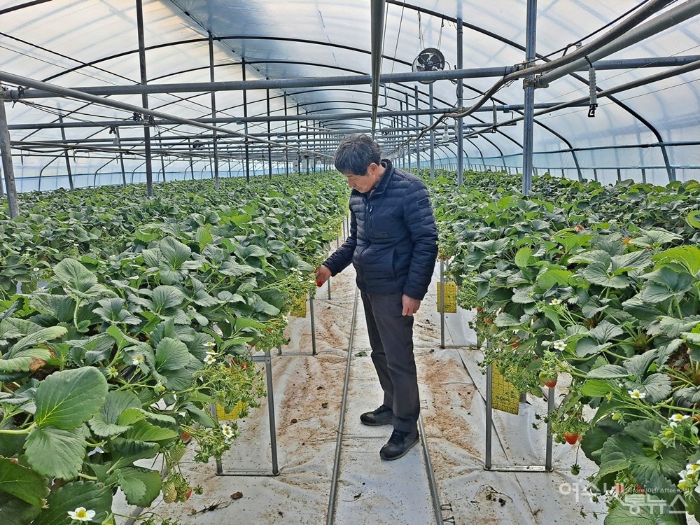 ▲ 딸기재배 시설 하우스다. 윤채동씨는 지난해부터 딸기재배를 시작했다고 한다.ⓒ조찬현