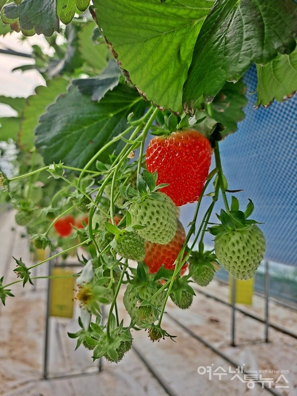 ▲딸기는 고설베드에서 양액 재배를 한다. 딸기가 주렁주렁 열렸다. ⓒ조찬현