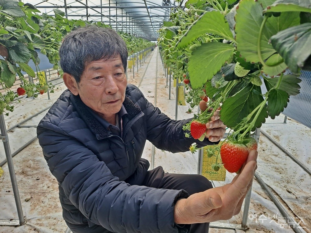▲여수 최고의 농사꾼 윤채동씨는 빨간 딸기가 돈으로 보인다고 했다. ⓒ조찬현