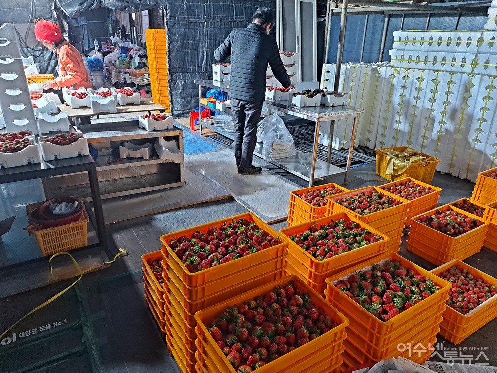 ▲시설하우스 3동 800평(2,645m²)에서 하루 80킬로에서 100킬로의 딸기를 수확한다. ⓒ조찬현