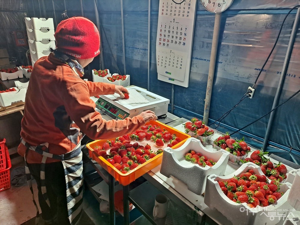 ▲윤씨 아내가 딸기를 크기별로 선별 포장 용기에 한알 한알 정성으로 담는다.  ⓒ조찬현