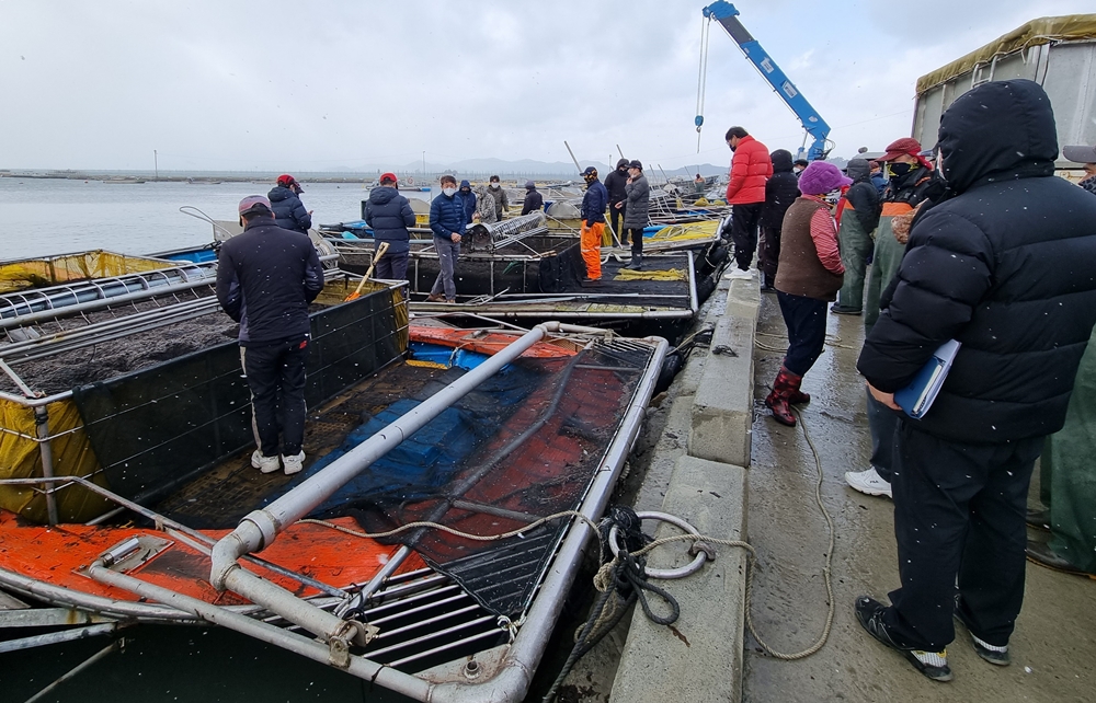 ▲ 어업활동 지원받은 김 위판장