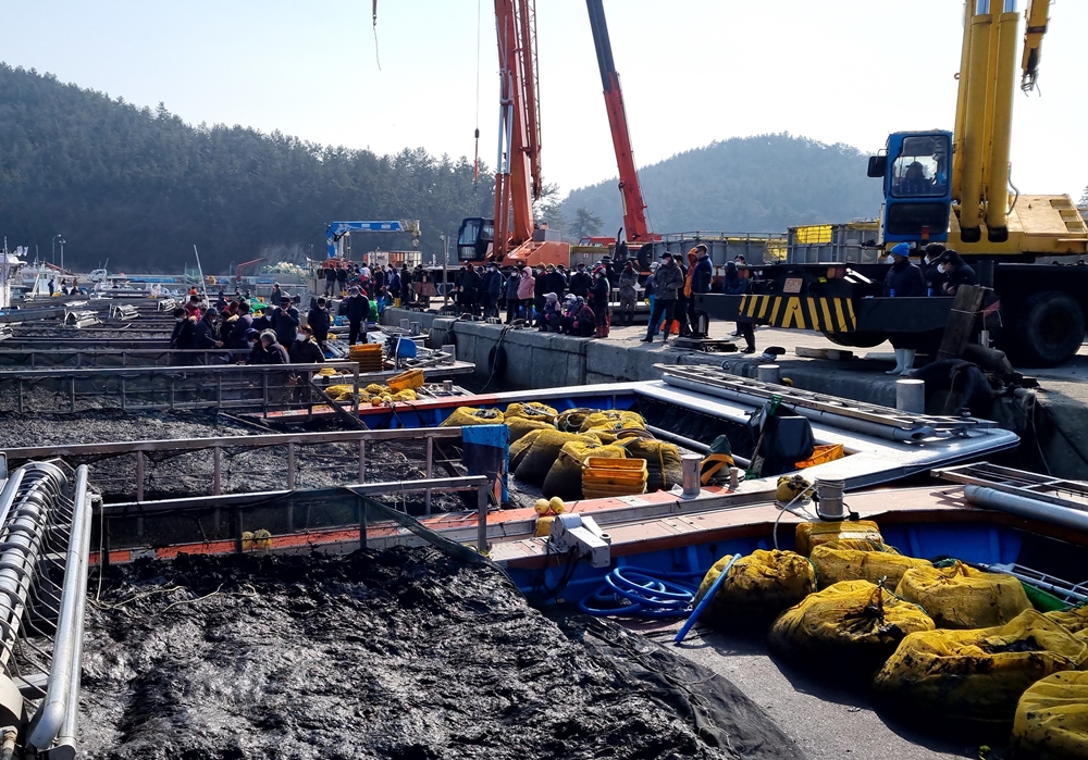 ▲ 어업활동 지원받은 물김 위판장