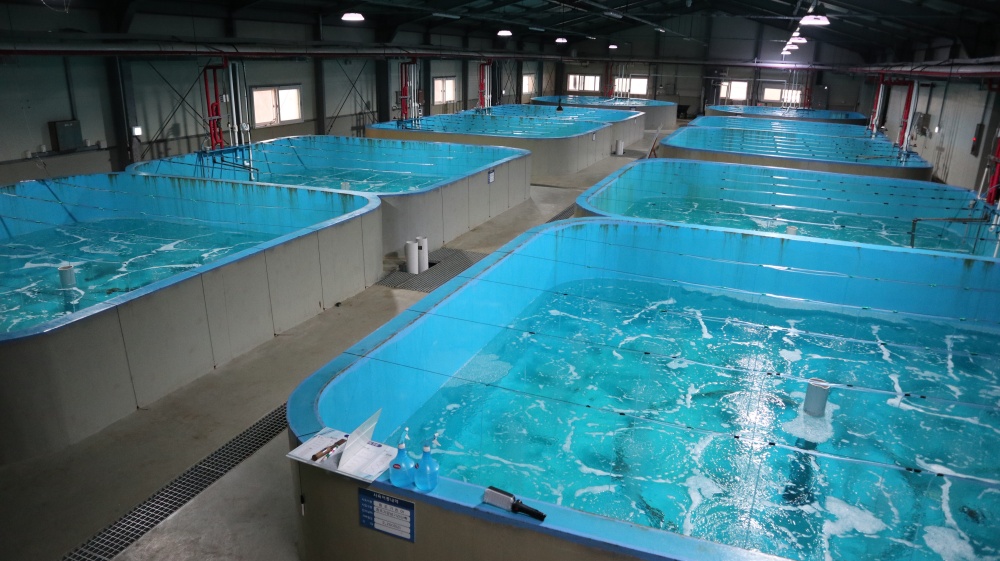 ▲ 수정란 입식된 양식장