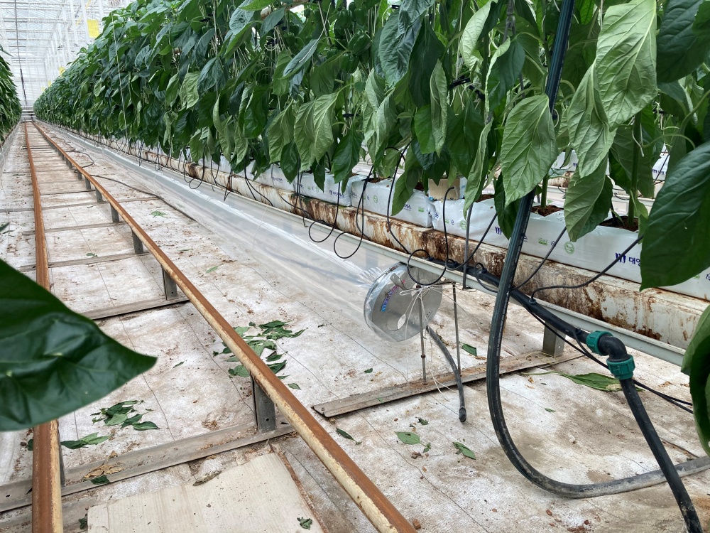 ▲ 농사용 전기 사용 비닐하우스(파프리카 농장)