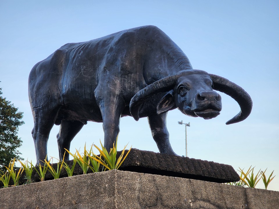 ▲ 무소의 뿔처럼 홀로 걸어가라.