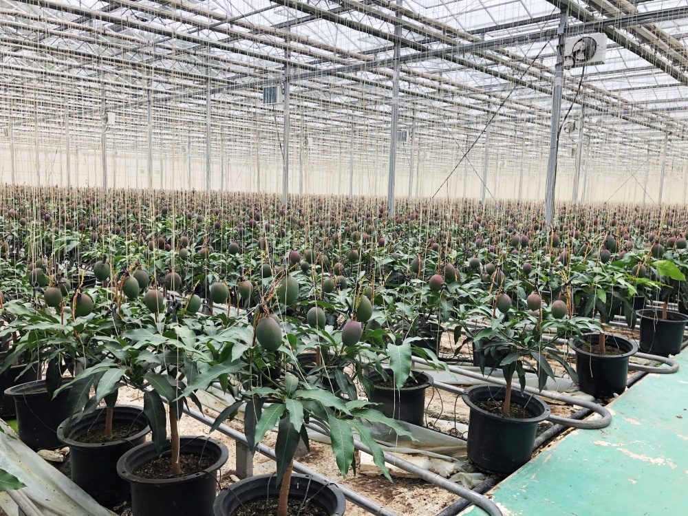 ▲ 아열대 과수인 망고 농장