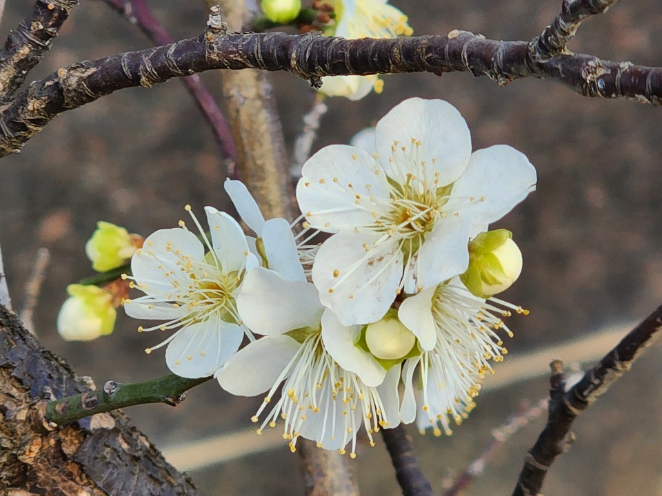 ▲ 그 순백의 영혼을 찾아 나서다.