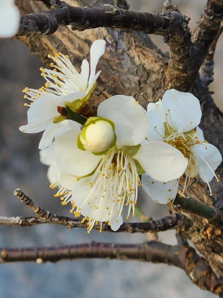 ▲ 순백색의 영원을 찾아라.
