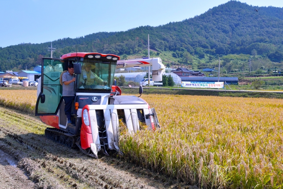 벼 수확 모습