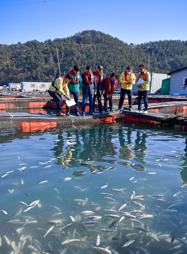▲ 집단폐사한 물고기가 떠올라있다.