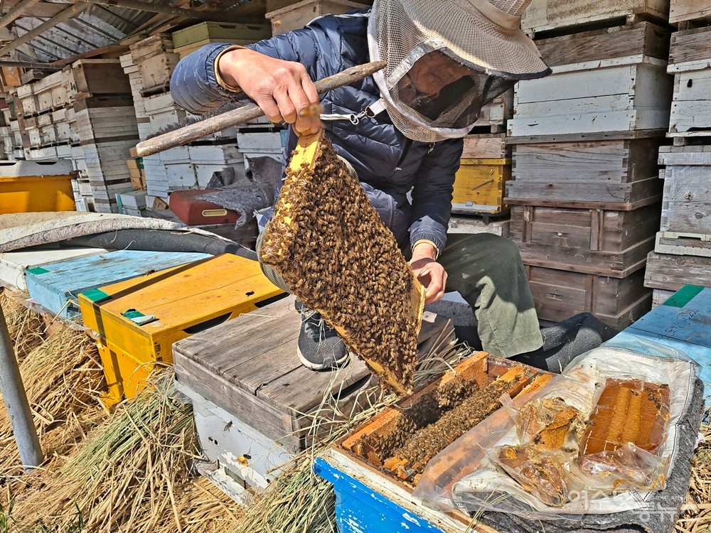 ▲ 꿀벌지기 조요한씨가 벌이 가장 많은 소비를 꺼내 들고 있다. ⓒ조찬현