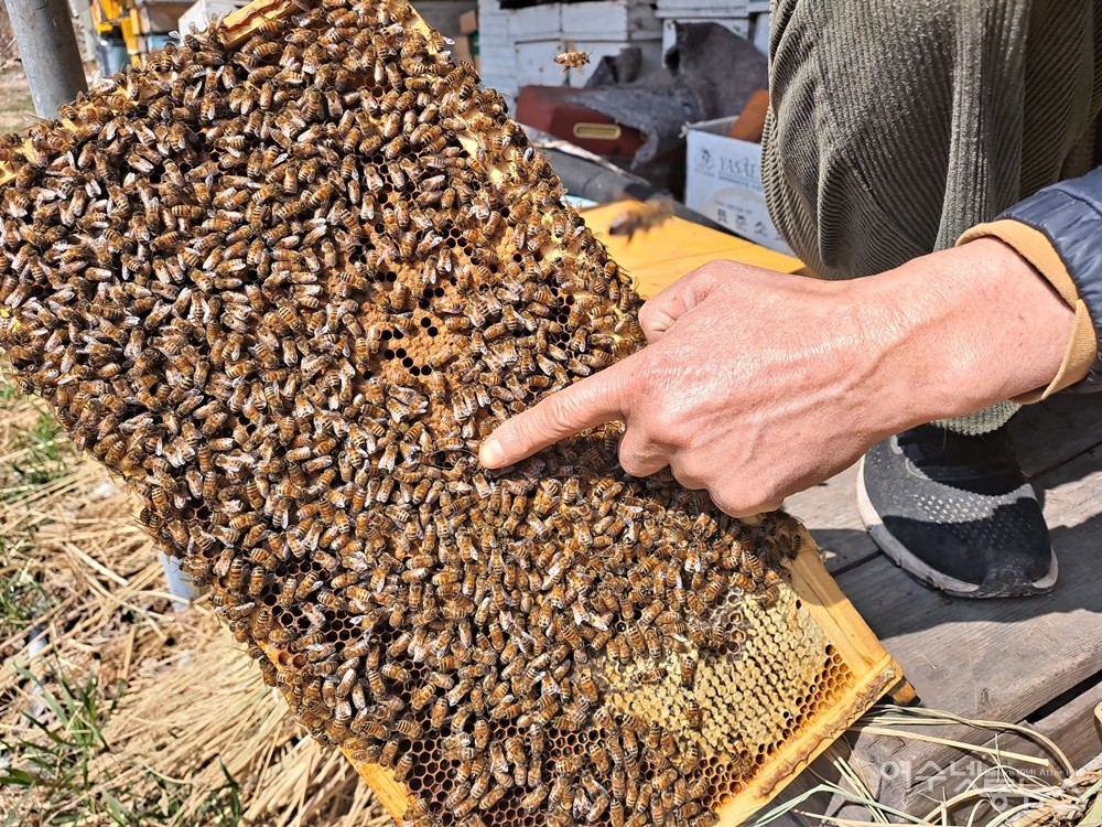 ▲꿀벌지기 조요한씨가 손가락으로 여왕벌을 가리키고 있다. ⓒ조찬현