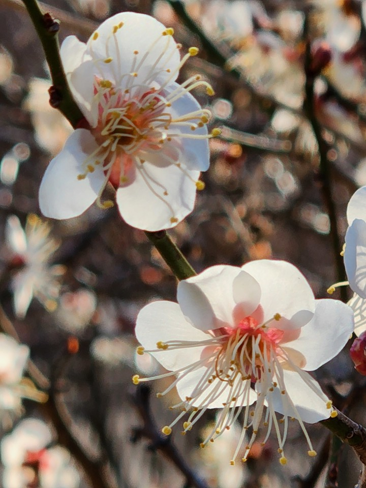 ▲ 맑은 영혼을 향한 그리움이여!