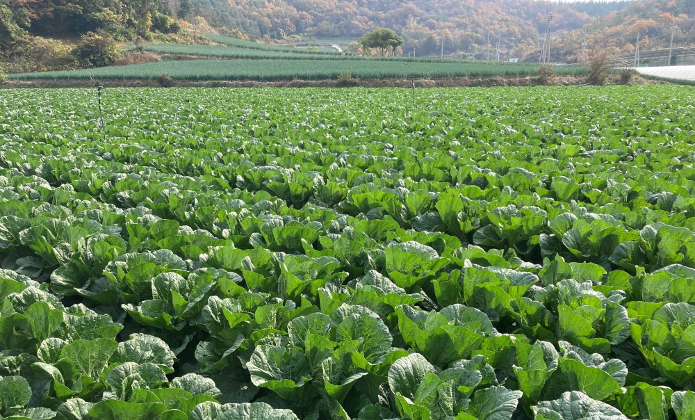 ▲ 해남 화원면 노지배추 재배