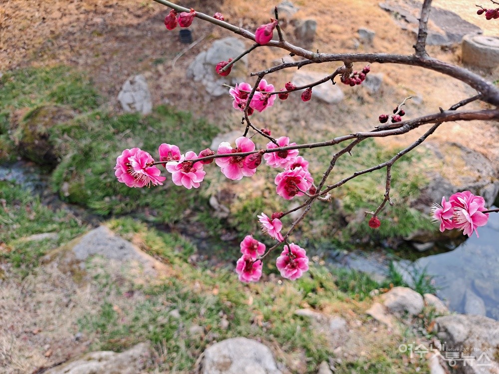 ▲ 순천 복음교회 정원에 홍매화가 활짝 피었다.ⓒ조찬현