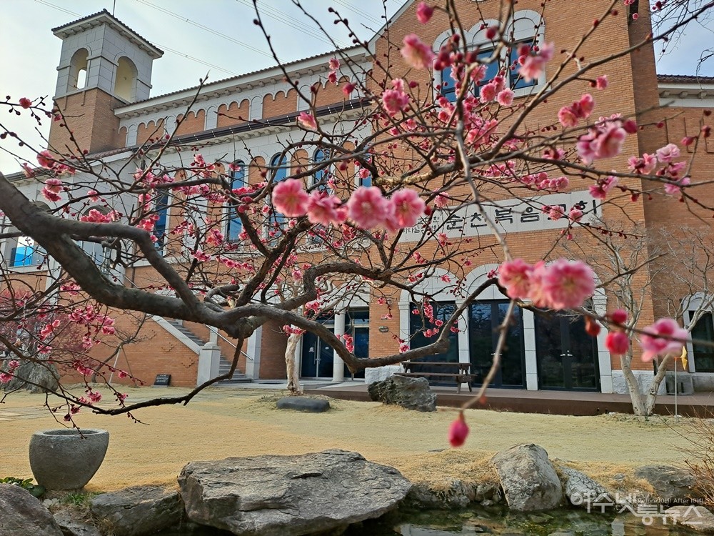 ▲ 매화 활짝 핀 ‘순천 복음교회 매화정원’이다.ⓒ조찬현