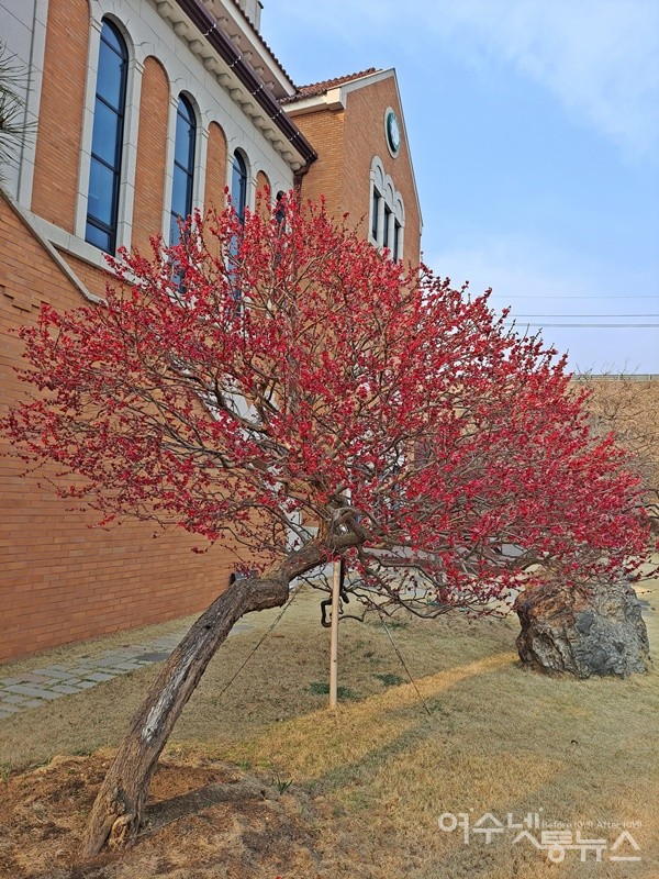 ▲ 교회 건물 앞에 활짝 핀 홍매가 고혹적이다.ⓒ조찬현