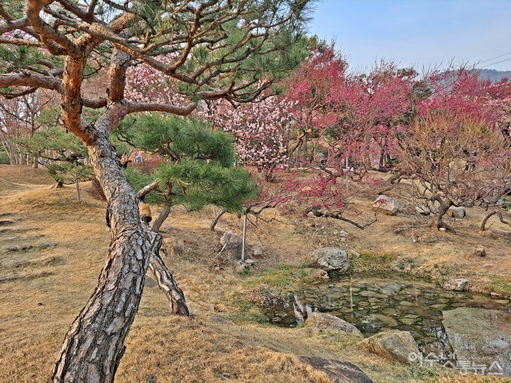 ▲푸르른 소나무 너머에 백매와 홍매가 피었다. ⓒ조찬현