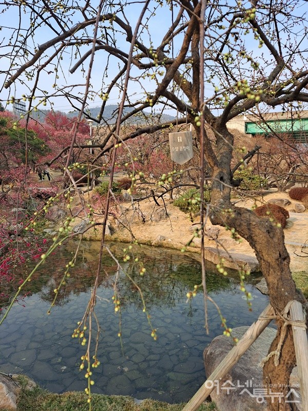 ▲ 수양홑청매는 금방이라도 꽃망울을 터트릴 기세다.ⓒ조찬현