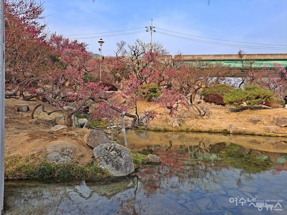 ▲연못가에 피어난 매화꽃이 봄 햇살을 머금은 채 그 자태를 뽐낸다. ⓒ조찬현