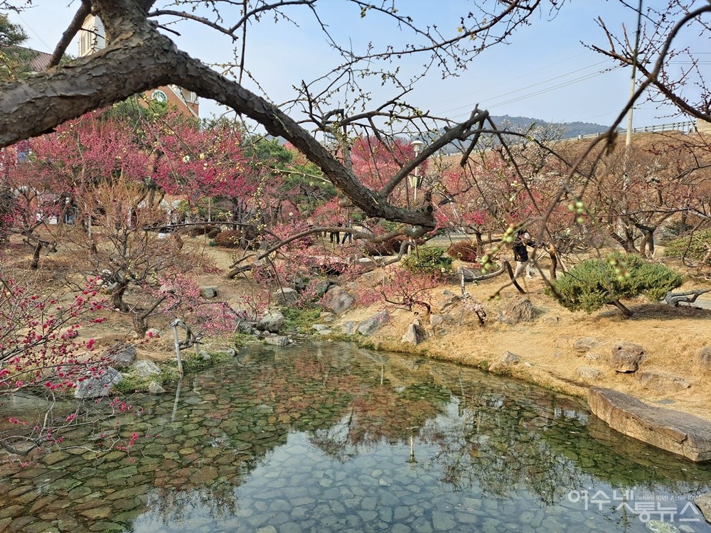 ▲ 매화나무 고목에도 하얀 꽃망울이 방울방울 맺혔다.ⓒ조찬현