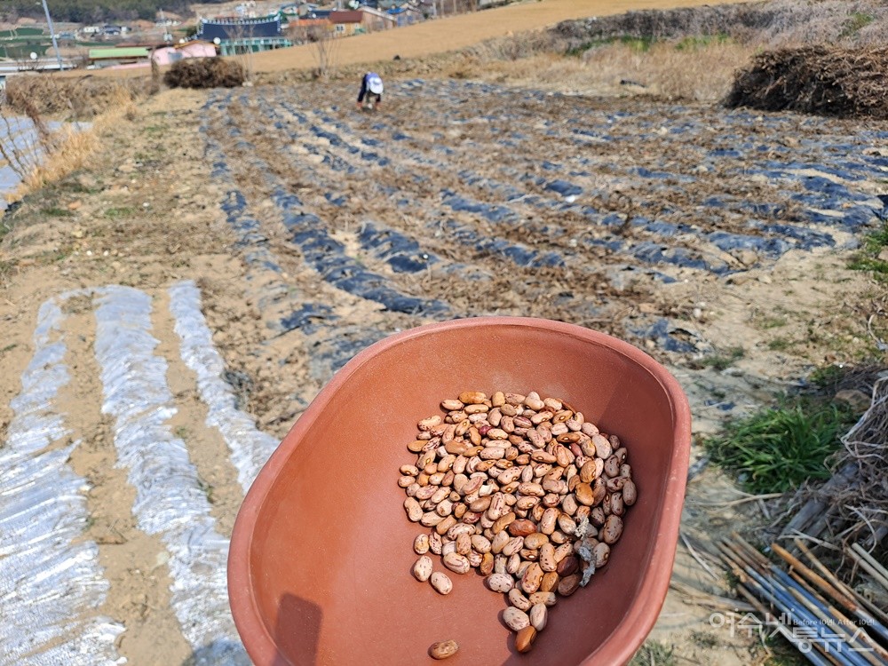 ▲참깨를 베어낸 밭에 마을 어르신이 콩을 심고 있다. ⓒ조찬현