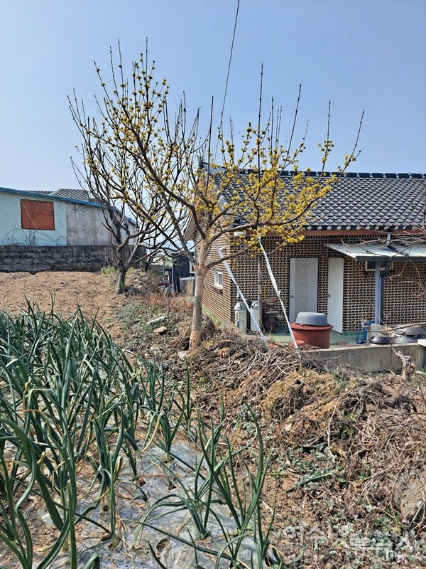 ▲ 집 언저리에는 산수유 노란 꽃이 봄볕에 화들짝 피었다. ⓒ조찬현