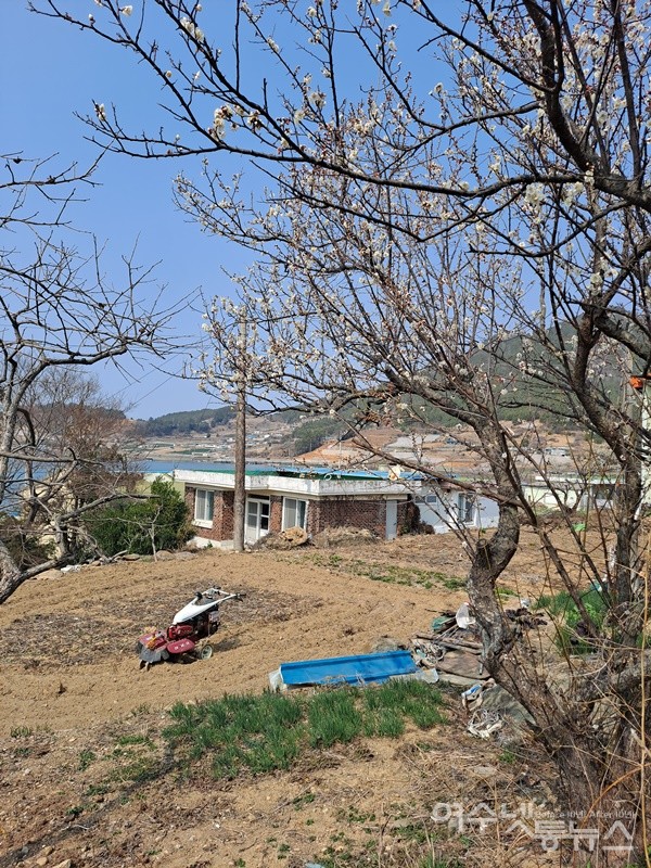 ▲활짝 핀 매화나무 꽃송이에는 벌들이 날아든다.  ⓒ조찬현