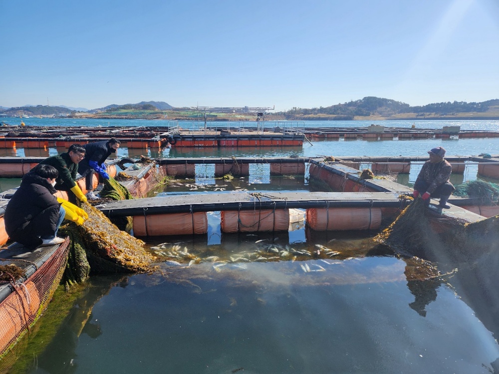 ▲ 양식어류 집단폐사한 가두리 양식장
