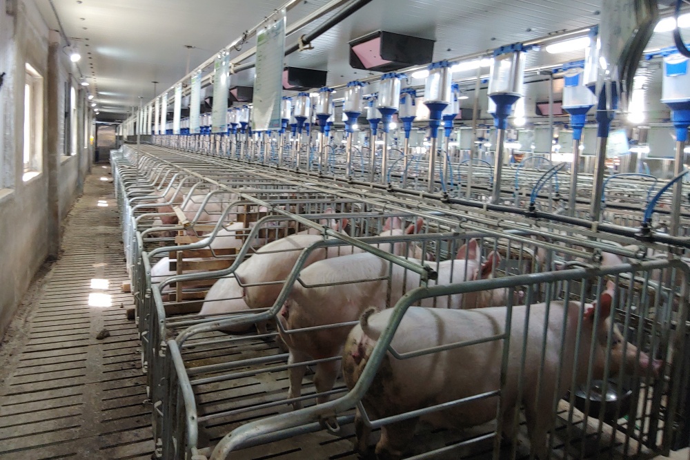 ▲ 축사시설 현대화 지원- 구례 돈사