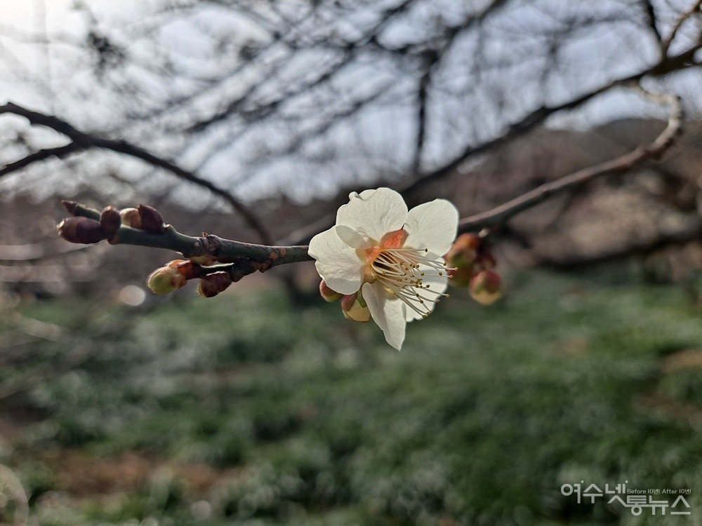▲광양청매실농원 매화나무에 피어난 하얀 매화 꽃송이다. ⓒ조찬현